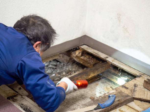 Best Attic Mold Removal  in Waretown, NJ