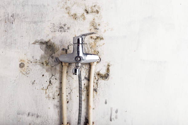 Best Mold Removal Near Me  in Waretown, NJ