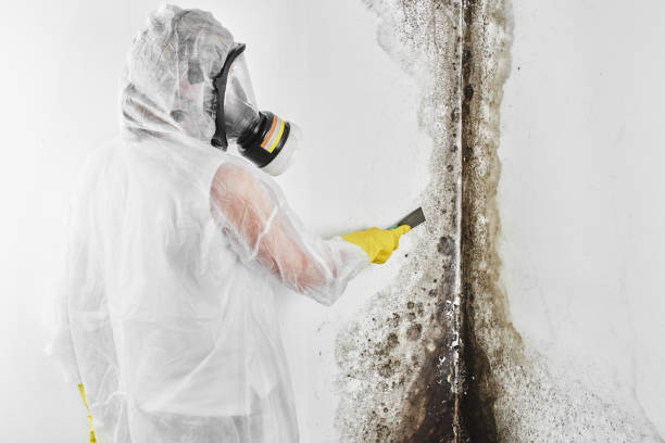 Attic Mold Removal in Waretown, NJ