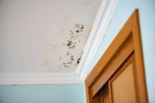 Best Toxic Mold Removal  in Waretown, NJ