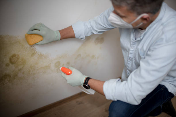 Best Crawl Space Mold Removal  in Waretown, NJ