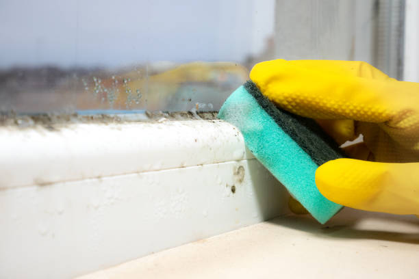 Best Home Mold Removal  in Waretown, NJ