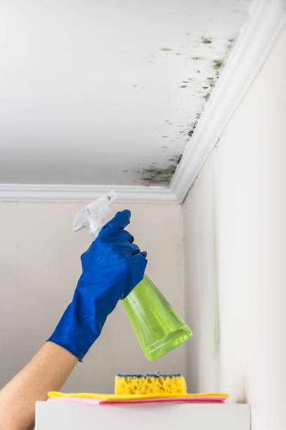 Certified Mold Removal in Waretown, NJ