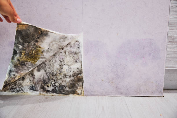 Best Certified Mold Removal  in Waretown, NJ